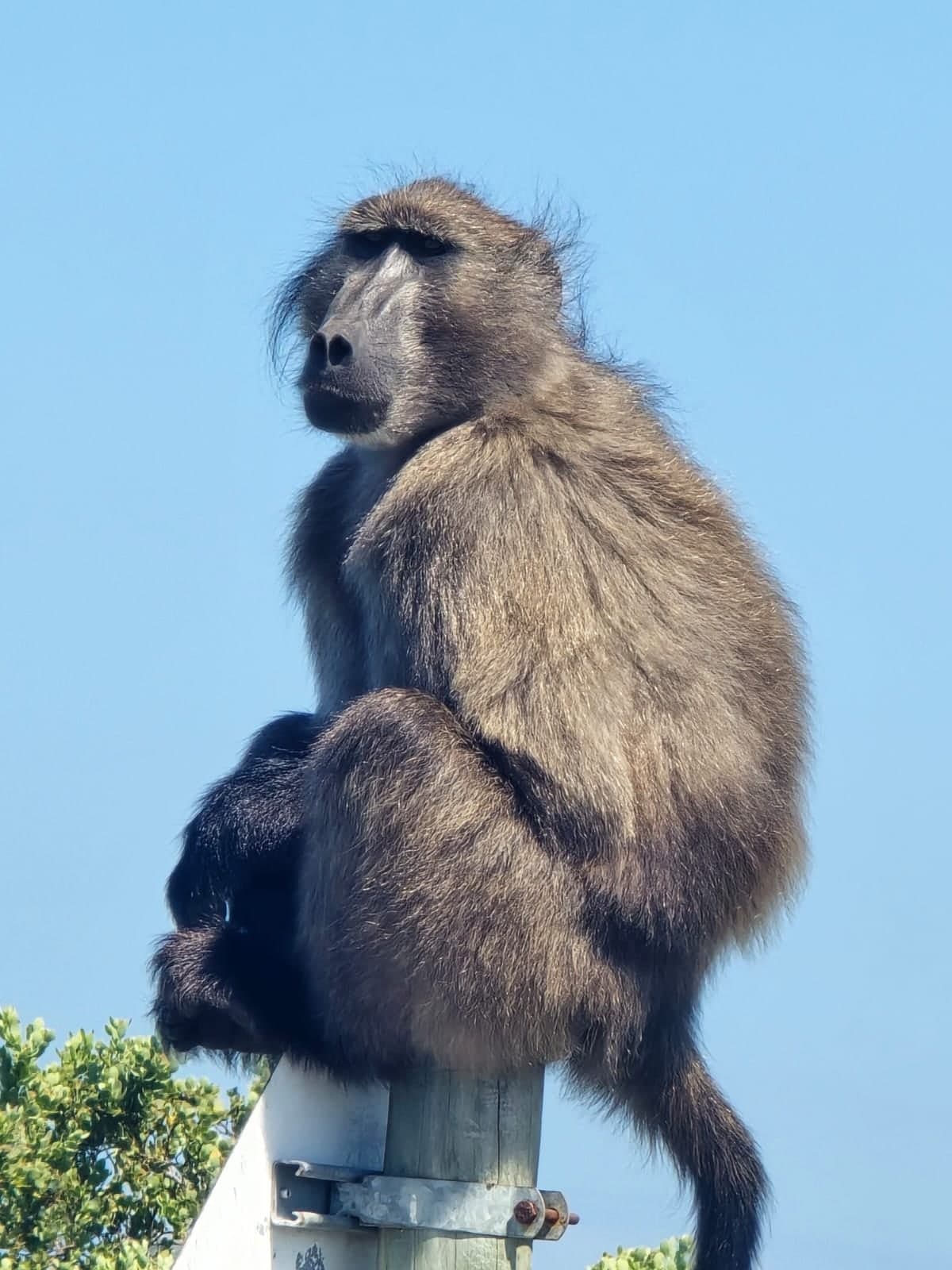 A baboon sitting on a post against a blue sky at Cape Point