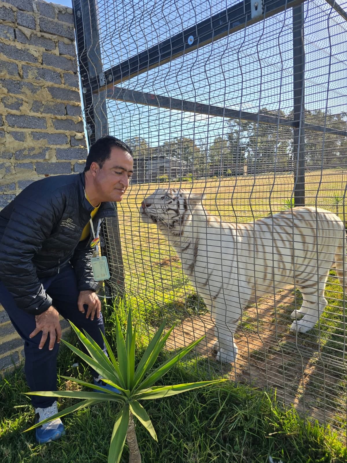 Your guide face to face with a white tiger at Cango Wildlife Ranch