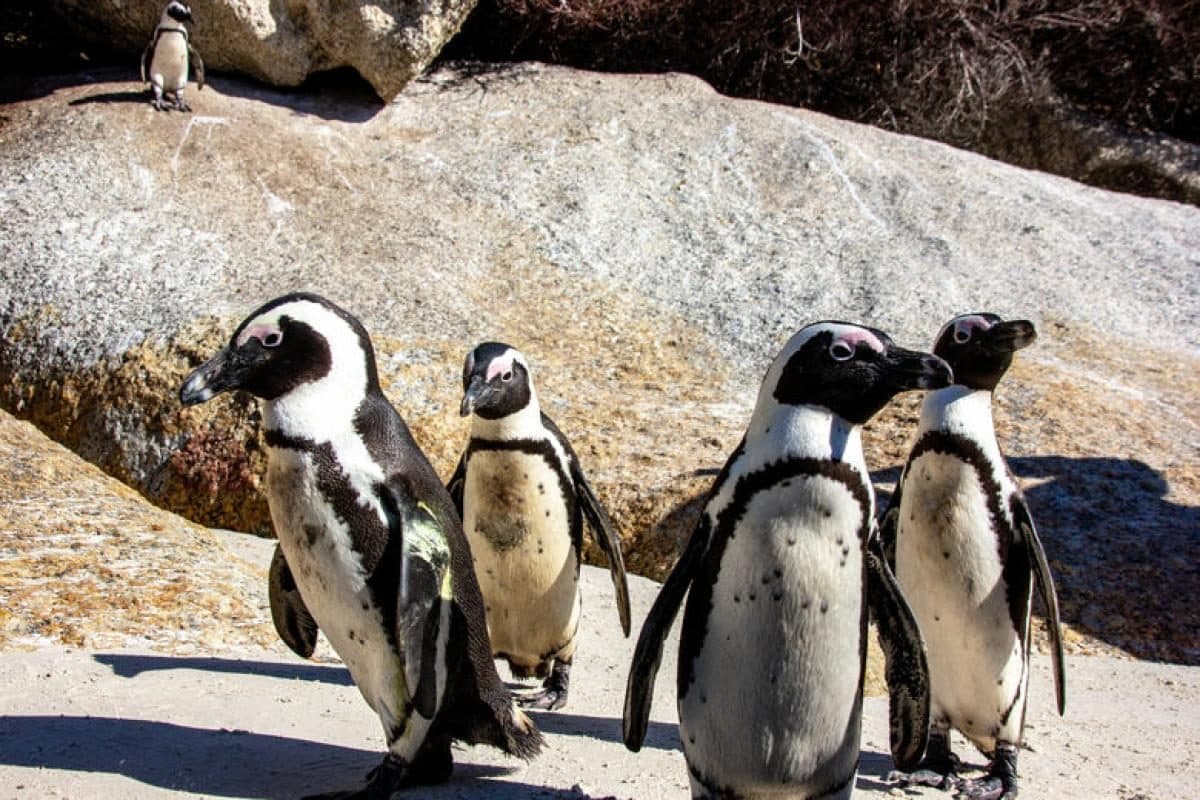 Boulders Beach Penguins
