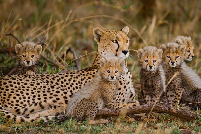 Cheetah Outreach