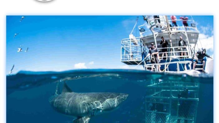 Shark Cage Diving