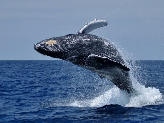 Whale Watching Hermanus